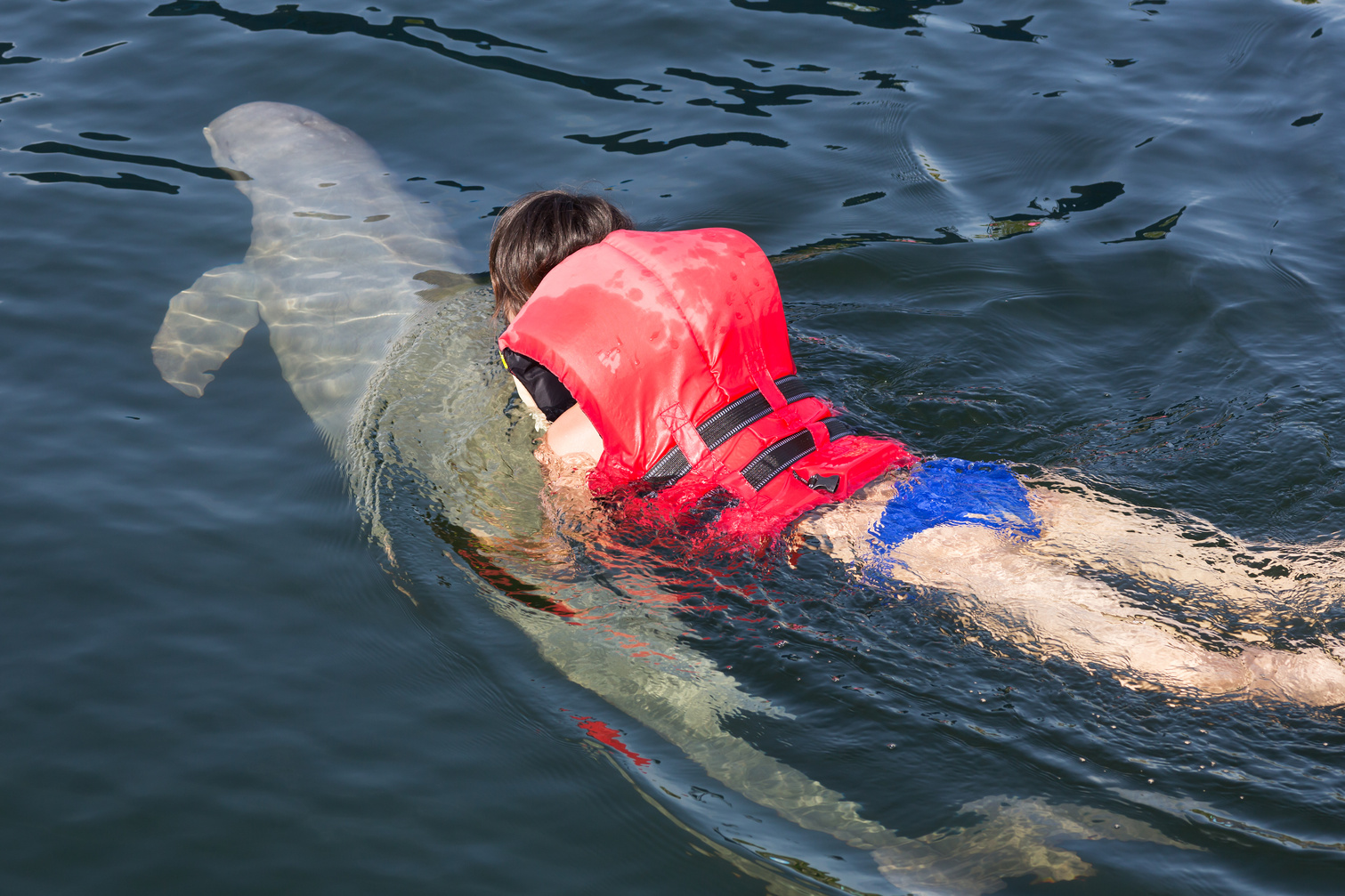 Swimming with dolphin